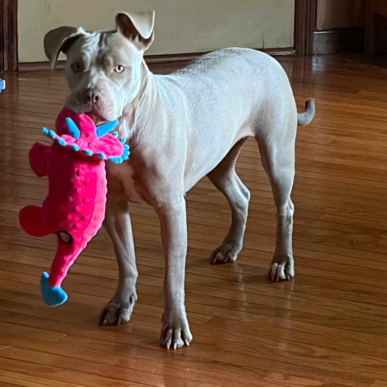 Luna