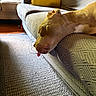 Luna joined the competition — help win amazing prizes! brown_dog, couch, cozy, cushions, dog, furniture, home, indoor, living_room, pet, portrait, relaxed, resting, rug, short_hair, sleeping, sofa, sunlight, tongue, white_markings
