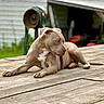 Luna is registered to the contest to win money with this photo: alert, animal_portrait, backyard, brown_fur, collar, deck, dog, garden, lying_down, muscular, outdoor, patio, pit_bull, puppy, relaxed, shed, short_hair, stick, white_chest, wooden_deck