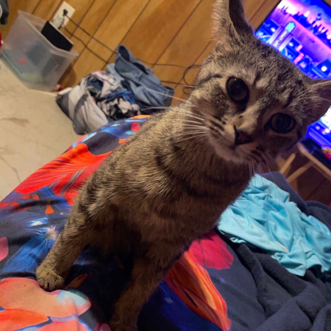 Kitty Wise is registered to the contest to win money with this photo: animal, bed, blanket, cat, computer, computerhardware, couch, electronics, furniture, hardware, indoors, laptop, laundry, monitor, pc, person, pet, screen, tv, wood