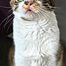 Lana a rejoint le concours — aidez-le/la à gagner de superbes lots ! cat, green_eyes, whiskers, close_up, curious, fur, portrait, animal, pet, indoor, tabby, white_fur, ears, cute, looking_up, feline, mammal, sharp_focus, soft_background, domestic_cat