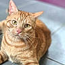 Whisky a rejoint le concours — aidez-le/la à gagner de superbes lots ! cat, ginger_cat, tabby, pet, animal, feline, whiskers, yellow_eyes, pink_nose, close_up, floor, tile, domestic_cat, cute, fur, lying_down, looking_at_camera, indoor, soft_focus, curious