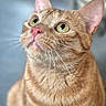 Whisky a rejoint le concours — aidez-le/la à gagner de superbes lots ! cat, orange_tabby, close_up, whiskers, curious, pet, feline, animal, looking_up, ears, nose, fur, portrait, domestic_cat, indoor, soft_light, green_eyes, cute, mammal, alert