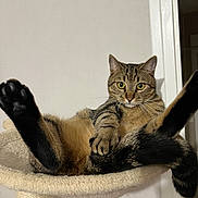 Neyko participe au concours pour gagner de l'argent avec cette photo : cat, tabby, pet, animal, indoor, feline, relaxed, posing, cat_tree, hammock, whiskers, ears, fur, paw, claws, tail, looking, curious, home, cute