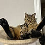 cat, tabby, pet, animal, indoor, feline, relaxed, posing, cat_tree, hammock, whiskers, ears, fur, paw, claws, tail, looking, curious, home, cute