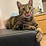 cat, tabby, tongue_out, animal, pet, indoor, furniture, ottoman, leather, curious, wide_eyes, paw, resting, whiskers, ears, wooden_dresser, home, cute, close_up, mammal