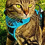 cat, tabby_cat, harness, yellow_eyes, outdoor, grass, tree, pet, animal, feline, close_up, sunlight, nature, whiskers, alert, fur, mammal, walking, daylight, striped