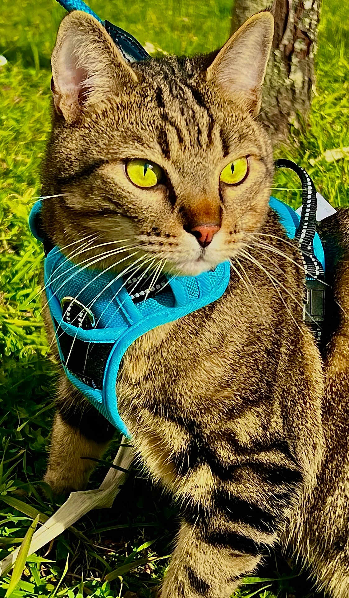 Neyko