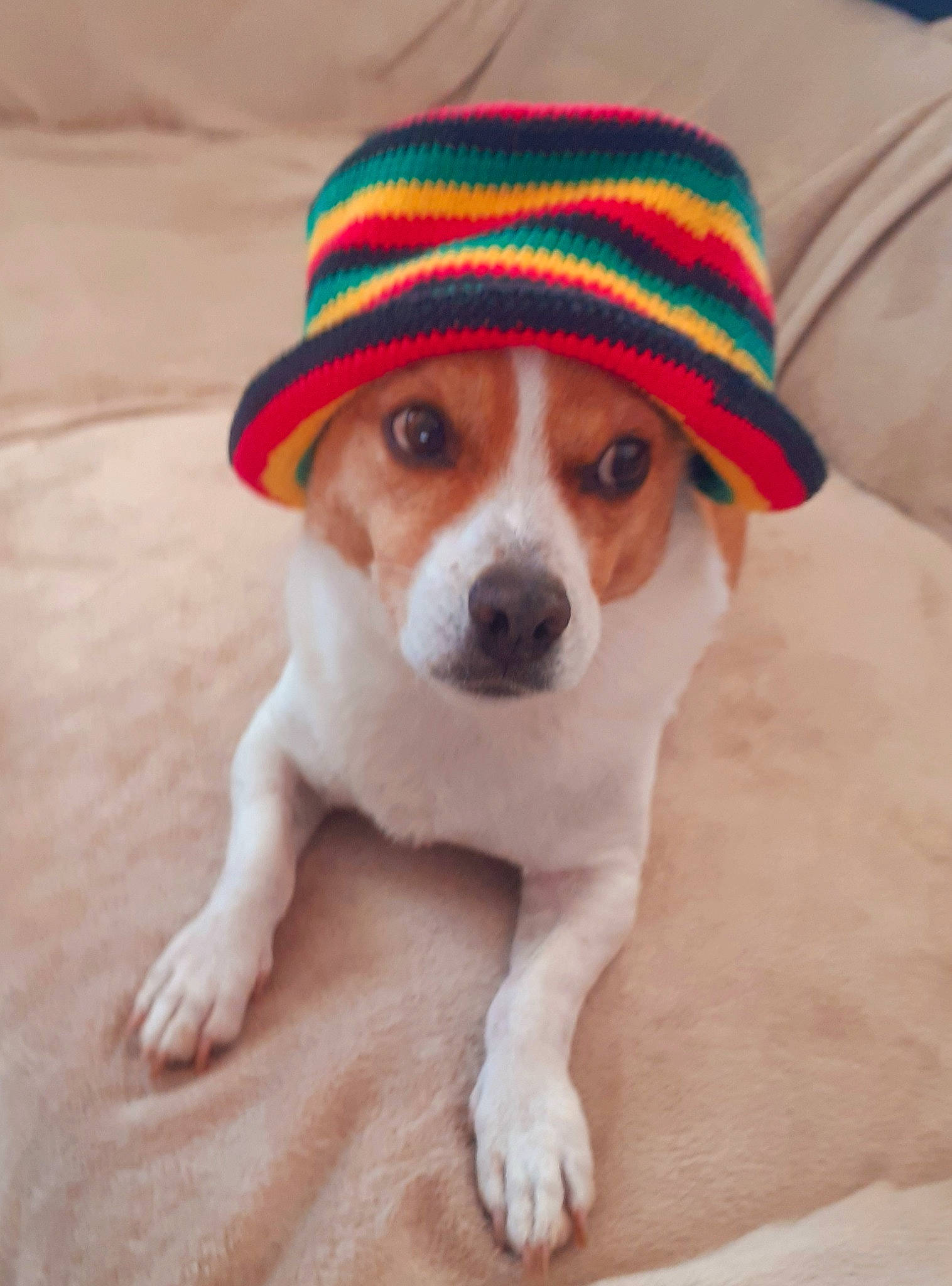 Filou participe au concours pour gagner de l'argent avec cette photo : carnivore, companion_dog, costume_hat, dog, dog_breed, dog_clothes, dog_supply, eyewear, fawn, fedora, fur, glasses, hat, irishjacks, snout, sporting_group, sunglasses, toy_dog, whiskers, working_animal