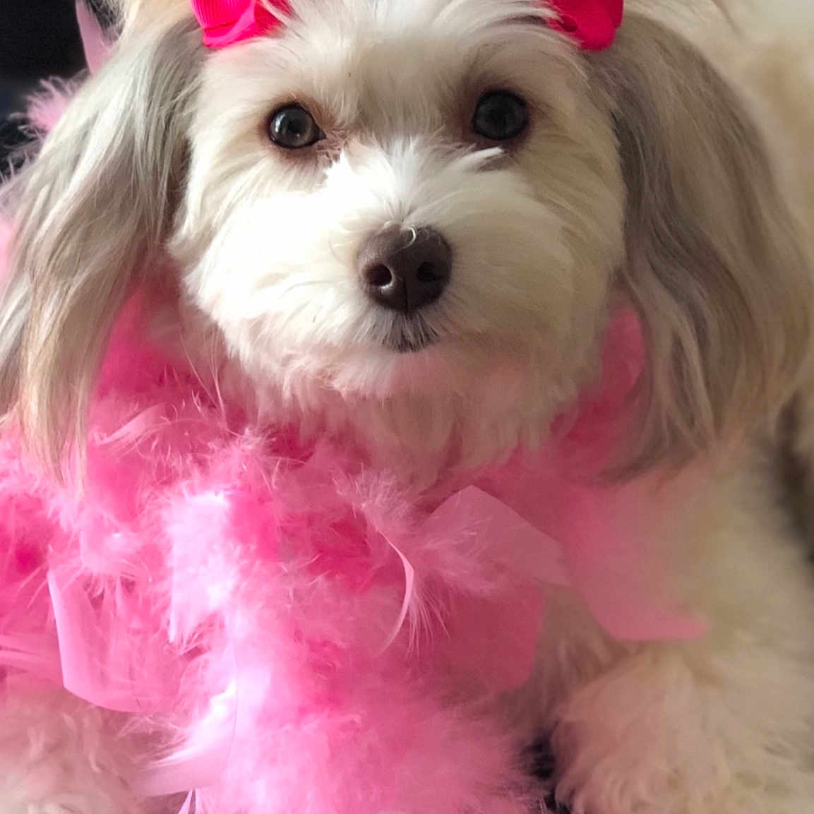 Lulabelle joined the competition — help win amazing prizes! accessories, animal, canine, dog, face, featherboa, flower, flowerarrangement, formalwear, head, person, pet, photography, plant, poodle, portrait, puppy, purple, terrier, whitedog