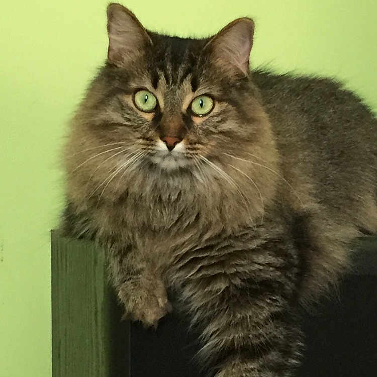Derby joined the competition — help win amazing prizes! cat, tabby_cat, fluffy, long_hair, pet, animal, green_eyes, whiskers, portrait, close_up, sitting, lying_down, doorway, door_frame, indoor, green_wall, brown_fur, dramatic_pose, dangling_paw, alert