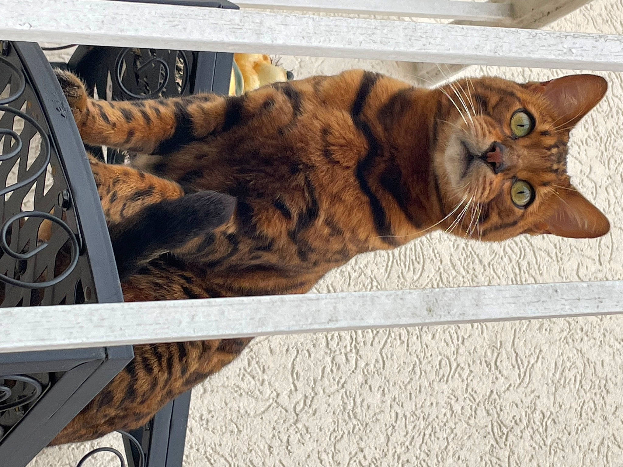 Simba participe au concours pour gagner de l'argent avec cette photo : art, carnivore, cat, claw, domestic_short_haired_cat, fawn, felidae, fur, metal, paw, plant, sculpture, small_to_medium_sized_cats, snout, tail, terrestrial_animal, tree, whiskers, window, wood