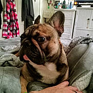 Prince is registered to the contest to win money with this photo: dog, french_bulldog, bed, blanket, hand, wristband, room, clothing, dresser, lamp, television, wall_art, coat, shelf, personal_items, indoor, pet, cute, tongue_out, relaxed
