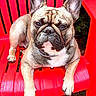 Prince is registered to the contest to win money with this photo: french_bulldog, dog, pet, outdoor, red_chair, plastic_chair, animal, canine, portrait, sitting, grass, nature, fur, cute, domestic_animal, paw, face, ears, collar, relaxed