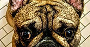 Prince is registered to the contest to win money with this photo: dog, french_bulldog, pet, animal, close_up, ears, floor, tile, brown_fur, black_nose, whiskers, cute, looking_up, indoors, portrait, canine, muzzle, expression, domestic_animal, companion