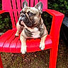 Prince joined the competition — help win amazing prizes! dog, french_bulldog, red_chair, plastic_chair, outdoor, garden, greenery, grass, pet, animal, canine, resting, brown_dog, cute, summer, relaxed, nature, portrait, looking_away, daylight
