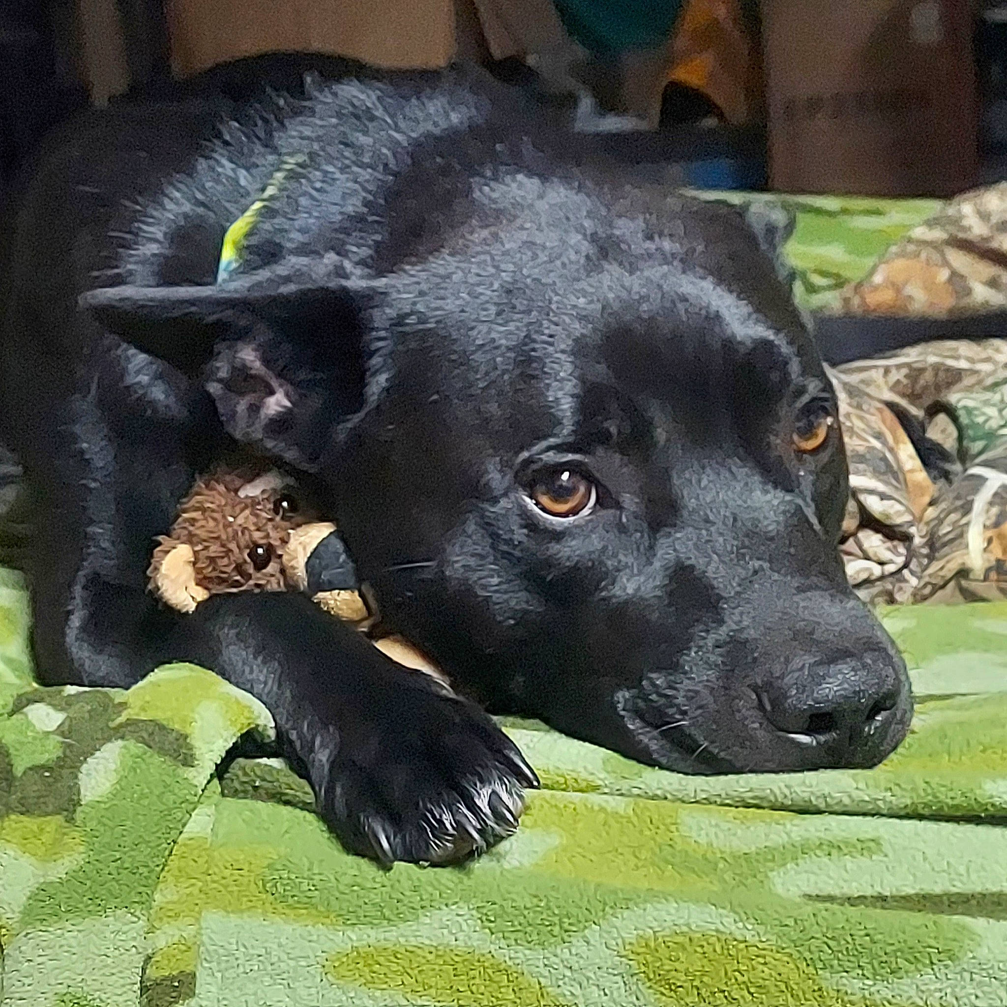 Ace is registered to the contest to win money with this photo: borador, canidae, carnivore, companion_dog, dog, dog_breed, dog_collar, dog_supply, ear, fur, grass, guard_dog, labrador_retriever, liver, pet_supply, retriever, sporting_group, terrestrial_animal, whiskers, working_animal