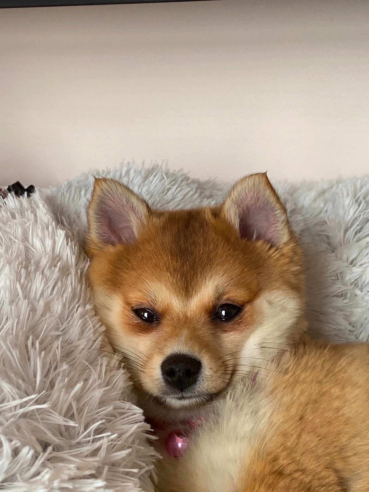 Kitsune