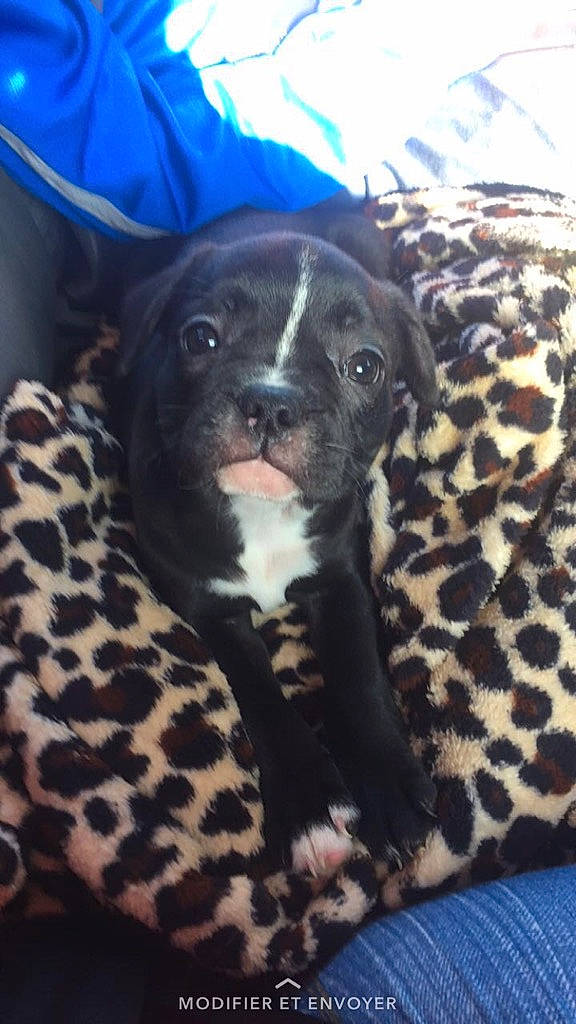 Maurice a rejoint le concours — aidez-le/la à gagner de superbes lots ! big_cats, canidae, carnivore, collar, comfort, companion_dog, dog, dog_breed, fawn, fur, guard_dog, non_sporting_group, snout, sporting_group, street_dog, terrestrial_animal, toy_dog, whiskers, working_animal