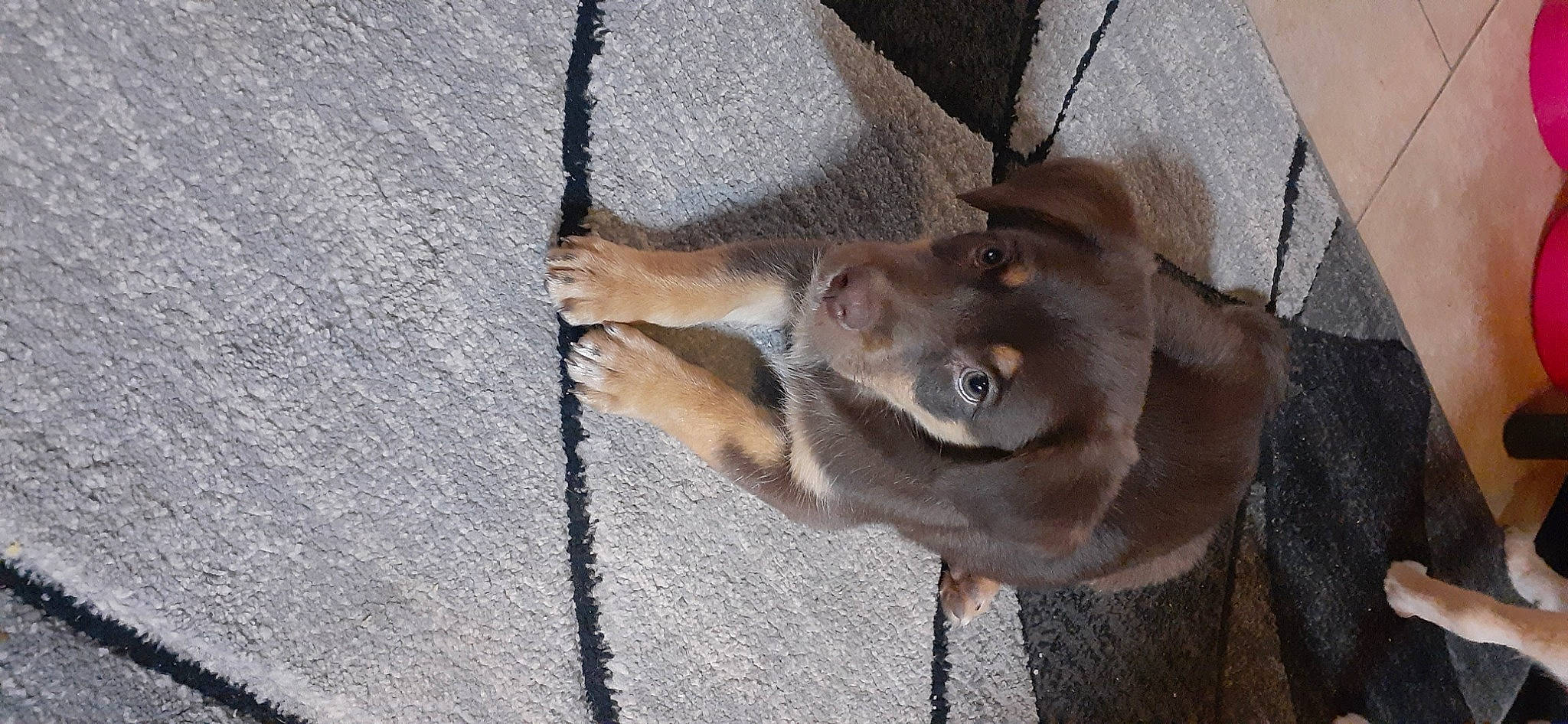 Royal joined the competition — help win amazing prizes! canidae, carnivore, dog, dog_breed, fawn, liver, mammal, snout, sporting_group