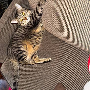 Pretty Kitty is registered to the contest to win money with this photo: cat, couch, cozy, curious, domestic_animal, ears, feline, furniture, home, indoor, looking_up, paw, pet, relaxed, soft_texture, stretching, striped, tabby_cat, tail, whiskers