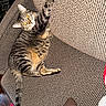 cat, couch, cozy, curious, domestic_animal, ears, feline, furniture, home, indoor, looking_up, paw, pet, relaxed, soft_texture, stretching, striped, tabby_cat, tail, whiskers