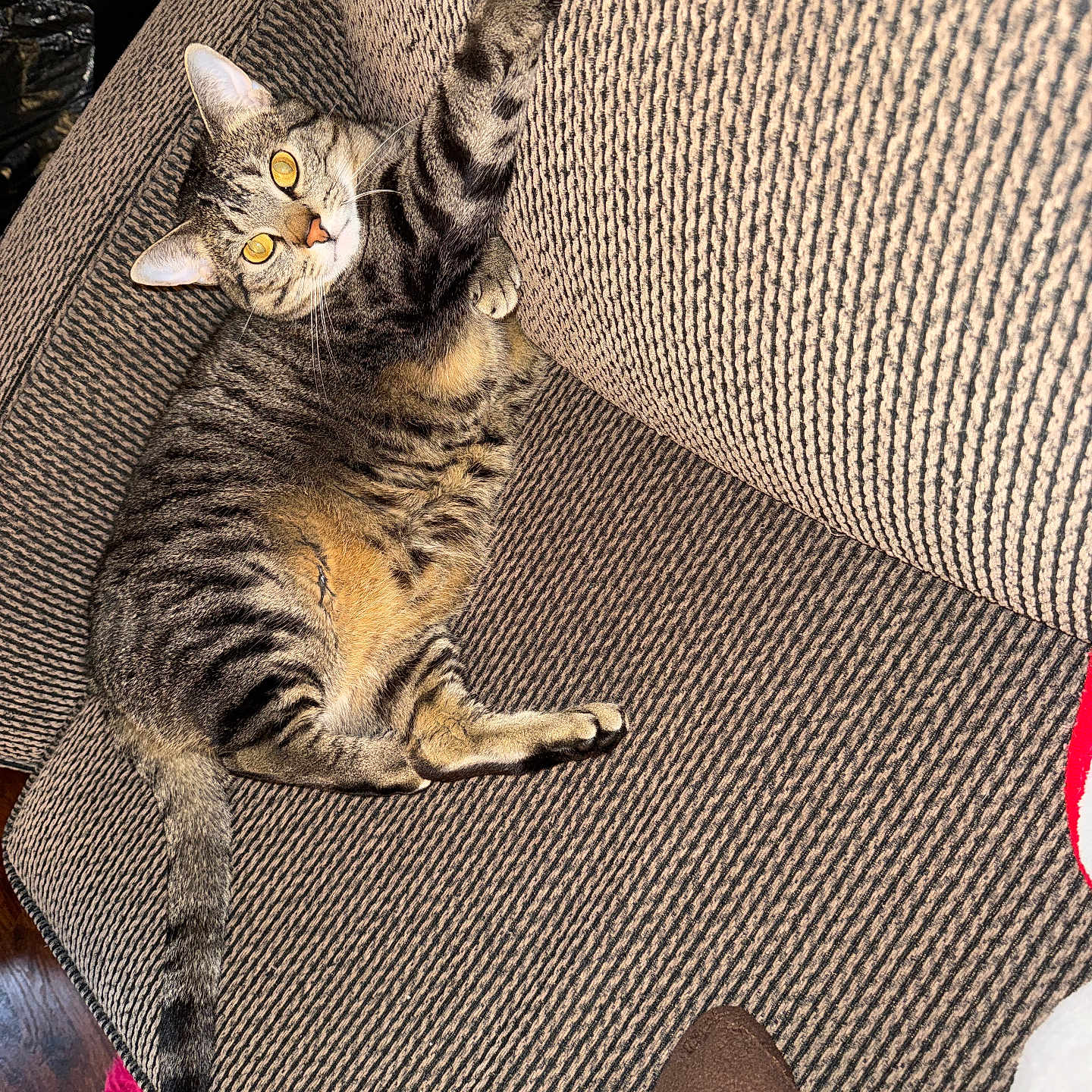 Pretty Kitty is registered to the contest to win money with this photo: cat, couch, cozy, curious, domestic_animal, ears, feline, furniture, home, indoor, looking_up, paw, pet, relaxed, soft_texture, stretching, striped, tabby_cat, tail, whiskers