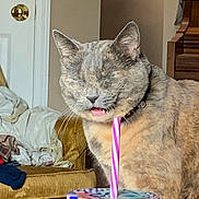 Eddy joined the competition — help win amazing prizes! cat, tortoiseshell, pet, animal, indoor, jar, straw, furniture, couch, door, doorknob, fabric, cozy, home, relaxed, mouth_open, eyes_closed, colorful, table, wood