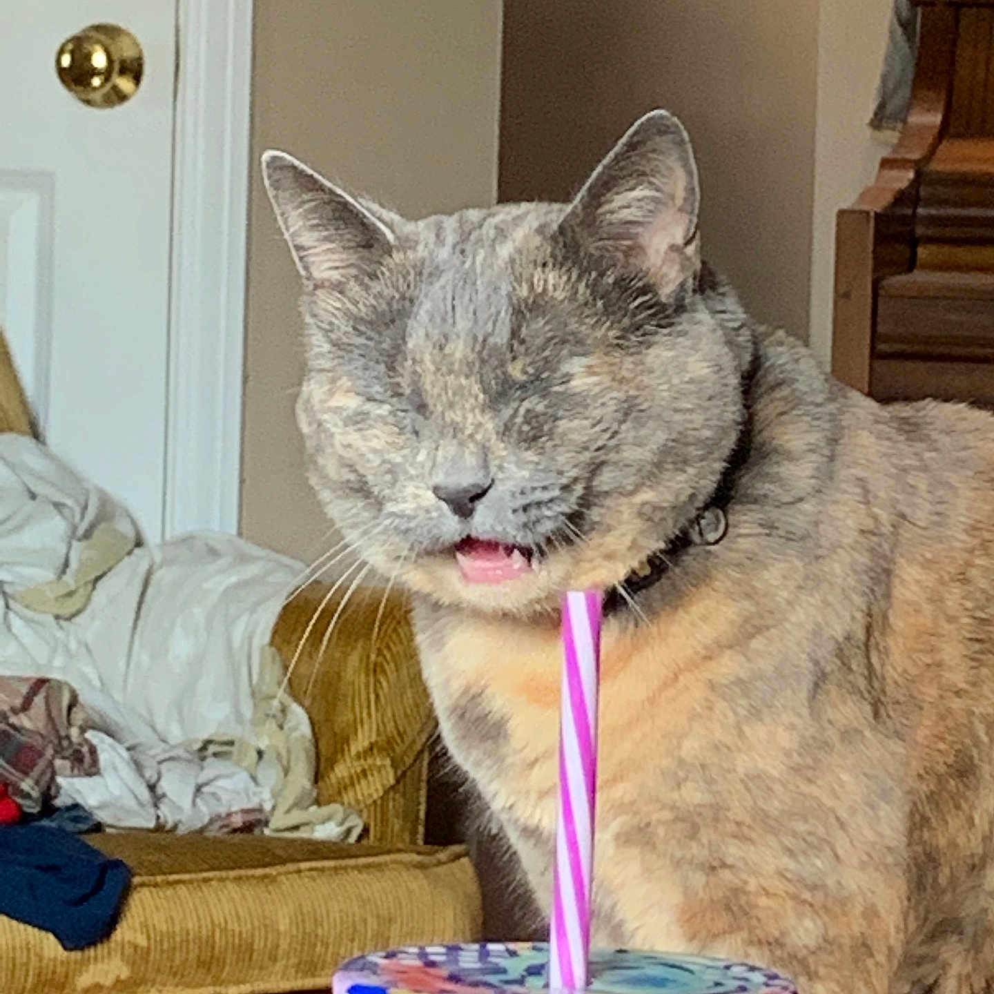 Eddy joined the competition — help win amazing prizes! cat, tortoiseshell, pet, animal, indoor, jar, straw, furniture, couch, door, doorknob, fabric, cozy, home, relaxed, mouth_open, eyes_closed, colorful, table, wood