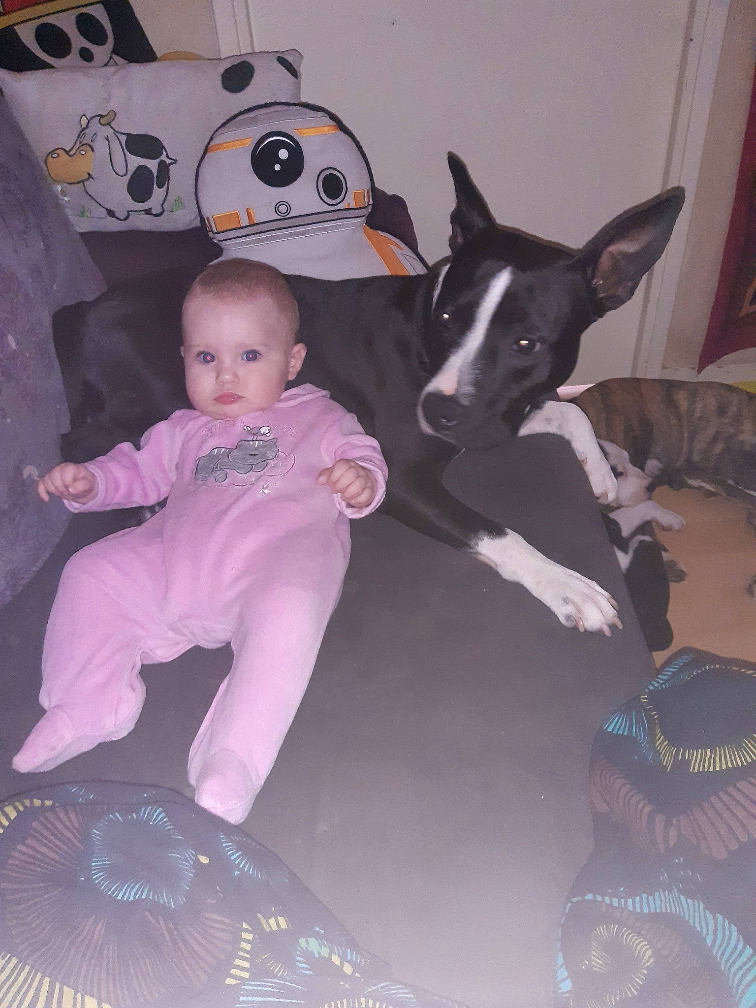 Kézya a rejoint le concours — aidez-le/la à gagner de superbes lots ! canidae, carnivore, companion_dog, dog, dog_breed, fawn, non_sporting_group, person