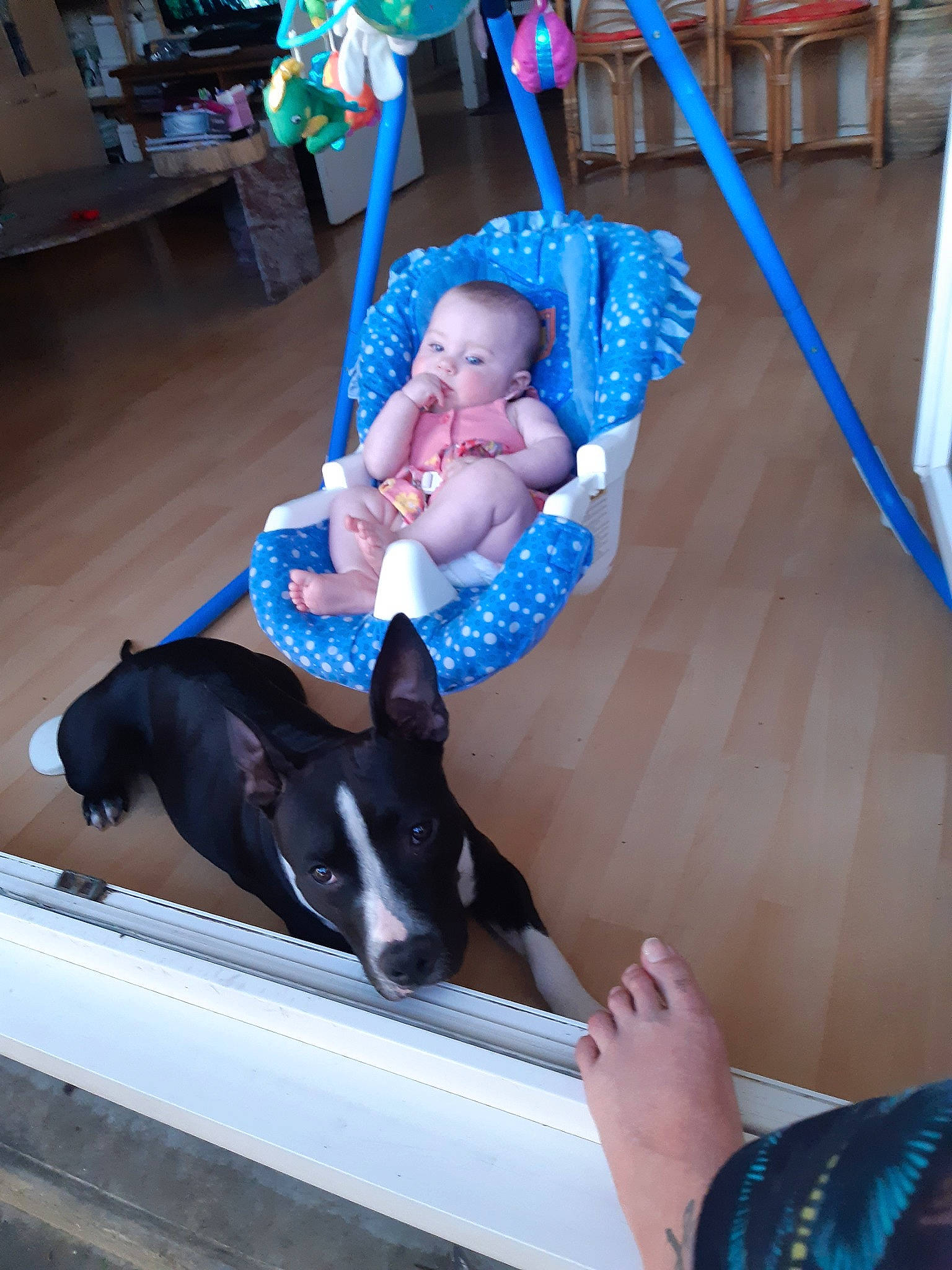 Kézya participe au concours pour gagner de l'argent avec cette photo : boston_terrier, bull_terrier, bull_terrier_miniature, canidae, carnivore, child, companion_dog, dog, dog_breed, ear, fawn, non_sporting_group, person