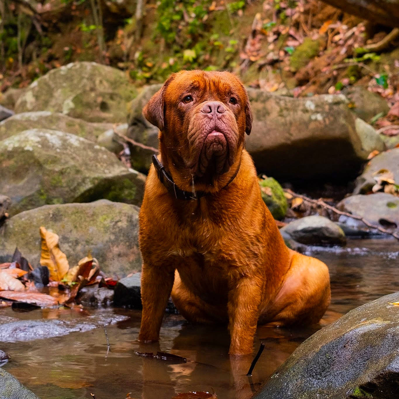 Hooch participe au concours pour gagner de l'argent avec cette photo : canidae, carnivore, companion_dog, dog, dog_breed, fawn, lake, liver, plant, rock, snout, sporting_group, stream, tail, terrestrial_animal, water, wildlife, wood, working_animal, wrinkle