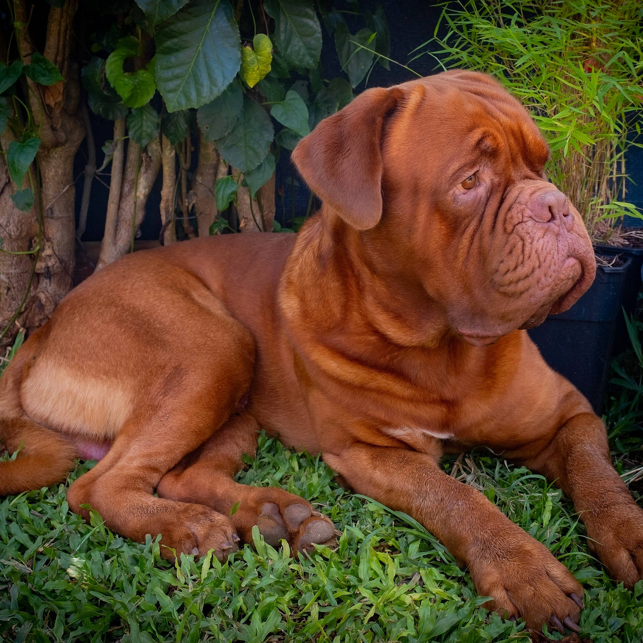 Hooch participe au concours pour gagner de l'argent avec cette photo : canidae, carnivore, companion_dog, dog, dog_breed, fawn, grass, liver, molosser, non_sporting_group, ori_pei, plant, shar_pei, snout, sporting_group, terrestrial_animal, tree, working_animal, working_dog, wrinkle