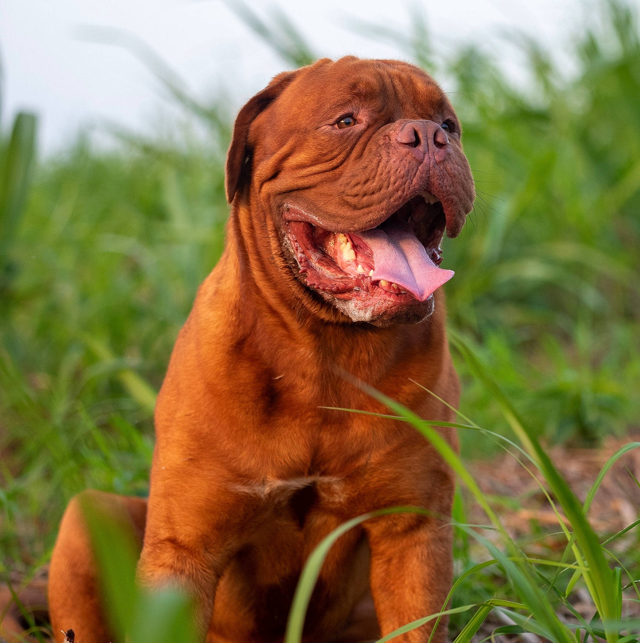 Hooch participe au concours pour gagner de l'argent avec cette photo : canidae, carnivore, companion_dog, dog, dog_breed, fang, fawn, grass, grassland, happy, jaw, landscape, liver, plant, snout, sporting_group, terrestrial_animal, whiskers, wildlife, wrinkle