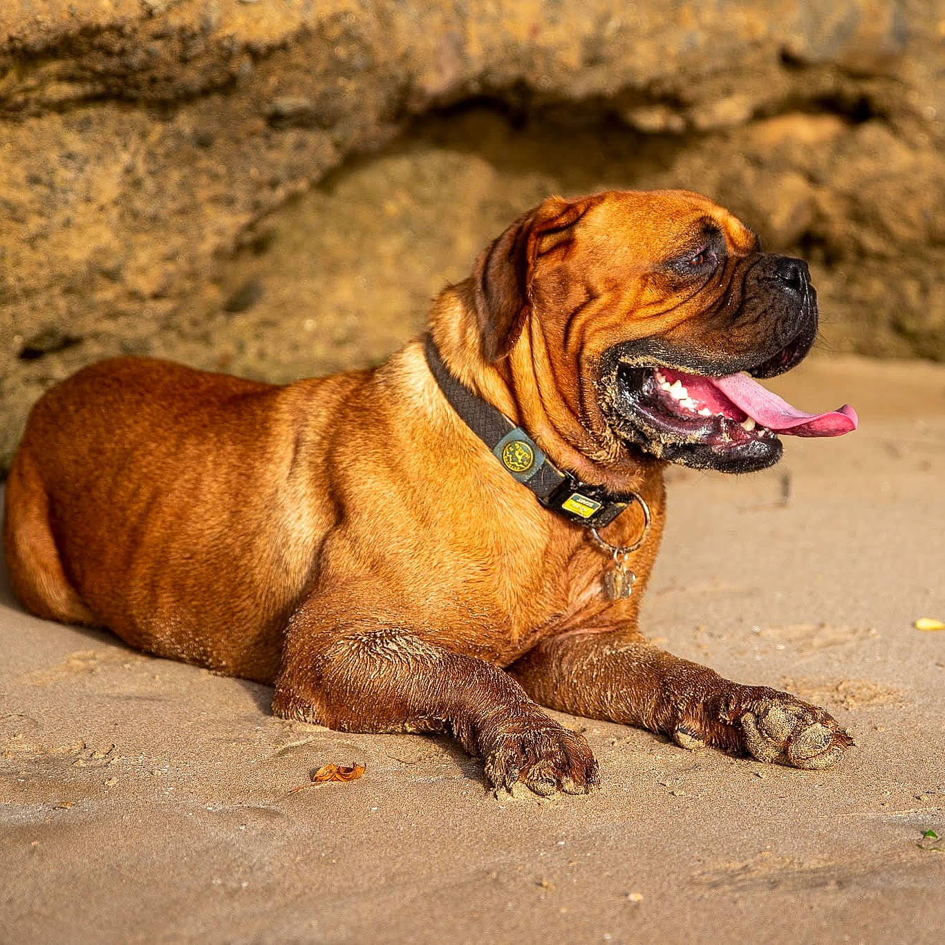 Pepper participe au concours pour gagner de l'argent avec cette photo : ancient_dog_breeds, biting, bulldog, canidae, carnivore, collar, companion_dog, dog, dog_breed, dog_collar, fawn, liver, non_sporting_group, old_english_bulldog, snout, sporting_group, terrestrial_animal, working_animal, working_dog, wrinkle