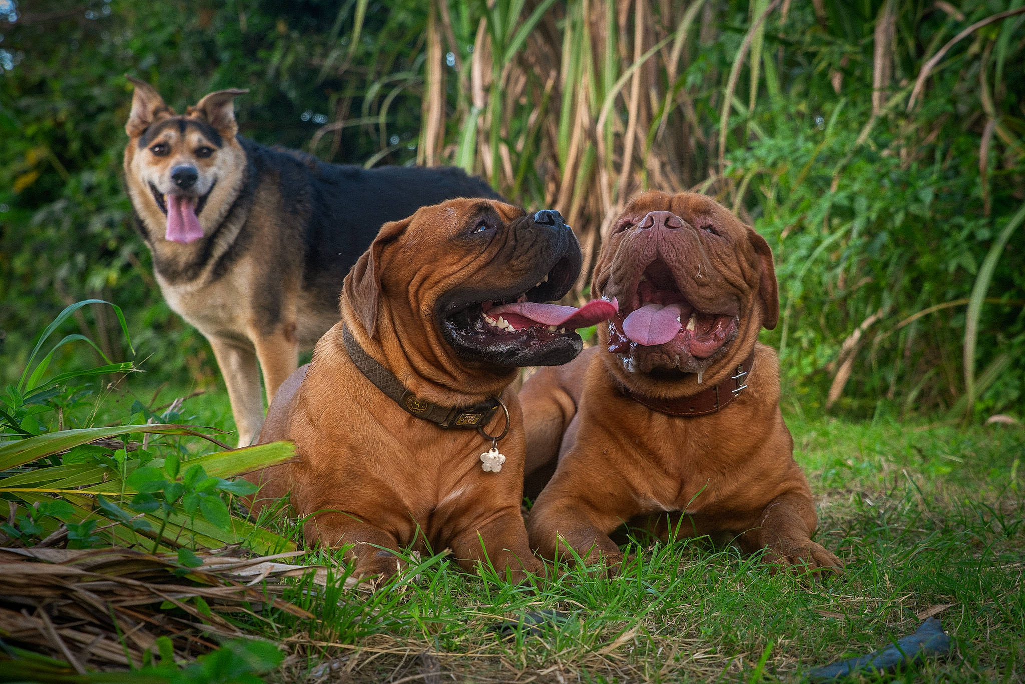 Pepper participe au concours pour gagner de l'argent avec cette photo : biting, canidae, carnivore, companion_dog, dog, dog_breed, dog_supply, fang, fawn, grass, liver, ori_pei, plant, snout, sporting_group, terrestrial_animal, wildlife, working_animal, working_dog, wrinkle