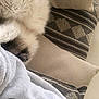 Minxy joined the competition — help win amazing prizes! bedding, carnivore, claw, comfort, companion_dog, felidae, fur, fur_clothing, grey, human_leg, linens, nap, pattern, paw, room, sleeve, small_to_medium_sized_cats, tail, whiskers, wool