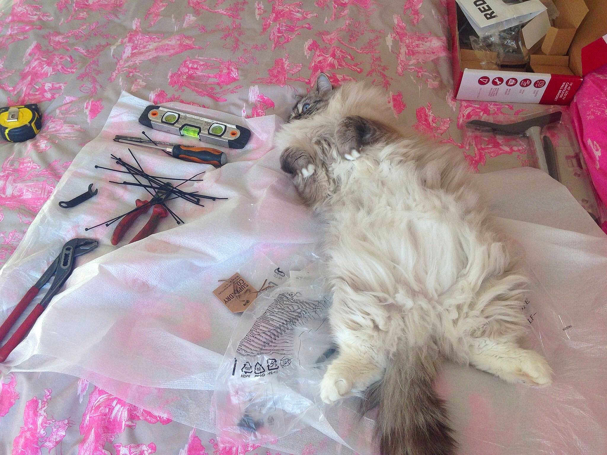Mya