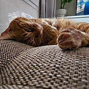 Suko participe au concours pour gagner de l'argent avec cette photo : cat, orange_cat, sleeping, relaxed, paw, whiskers, fur, pet, couch, sofa, textured_fabric, indoor, home, window, curtain, houseplant, television, cozy, close_up, portrait