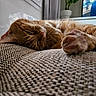 cat, orange_cat, sleeping, relaxed, paw, whiskers, fur, pet, couch, sofa, textured_fabric, indoor, home, window, curtain, houseplant, television, cozy, close_up, portrait