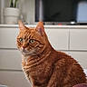 Suko a rejoint le concours — aidez-le/la à gagner de superbes lots ! cat, ginger_cat, tabby, orange_fur, feline, pet, animal, portrait, sitting, indoors, living_room, television, houseplant, white_cabinet, green_eyes, whiskers, ears, fur, home, closeup