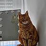 cat, ginger_cat, tabby, pet, animal, sitting, portrait, indoor, dressing_room, mirror, vanity_lights, window, curtain, wall, furniture, grooming, whiskers, green_eyes, fluffy_tail, photography