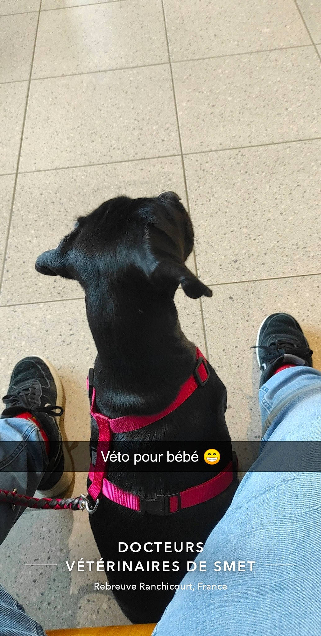 April a rejoint le concours — aidez-le/la à gagner de superbes lots ! canidae, carnivore, collar, companion_dog, dog, dog_breed, dog_clothes, dog_collar, leash, puppy, snout, sporting_group