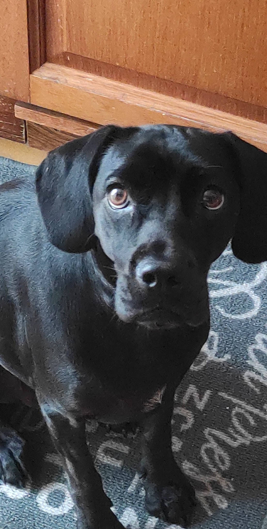 April a rejoint le concours — aidez-le/la à gagner de superbes lots ! beagador, borador, canidae, carnivore, dog, dog_breed, hunting_dog, labrador_retriever, mammal, patterdale_terrier, pointer, pointing_breed, rare_breed_dog, retriever, snout, sporting_group, vertebrate, whiskers