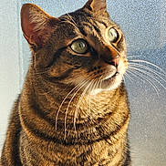 Smokey joined the competition — help win amazing prizes! cat, tabby, pet, animal, closeup, portrait, feline, whiskers, fur, green_eyes, window, light, texture, indoor, looking, cute, mammal, domestic, face, soft_light