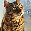 Alicia C. H.