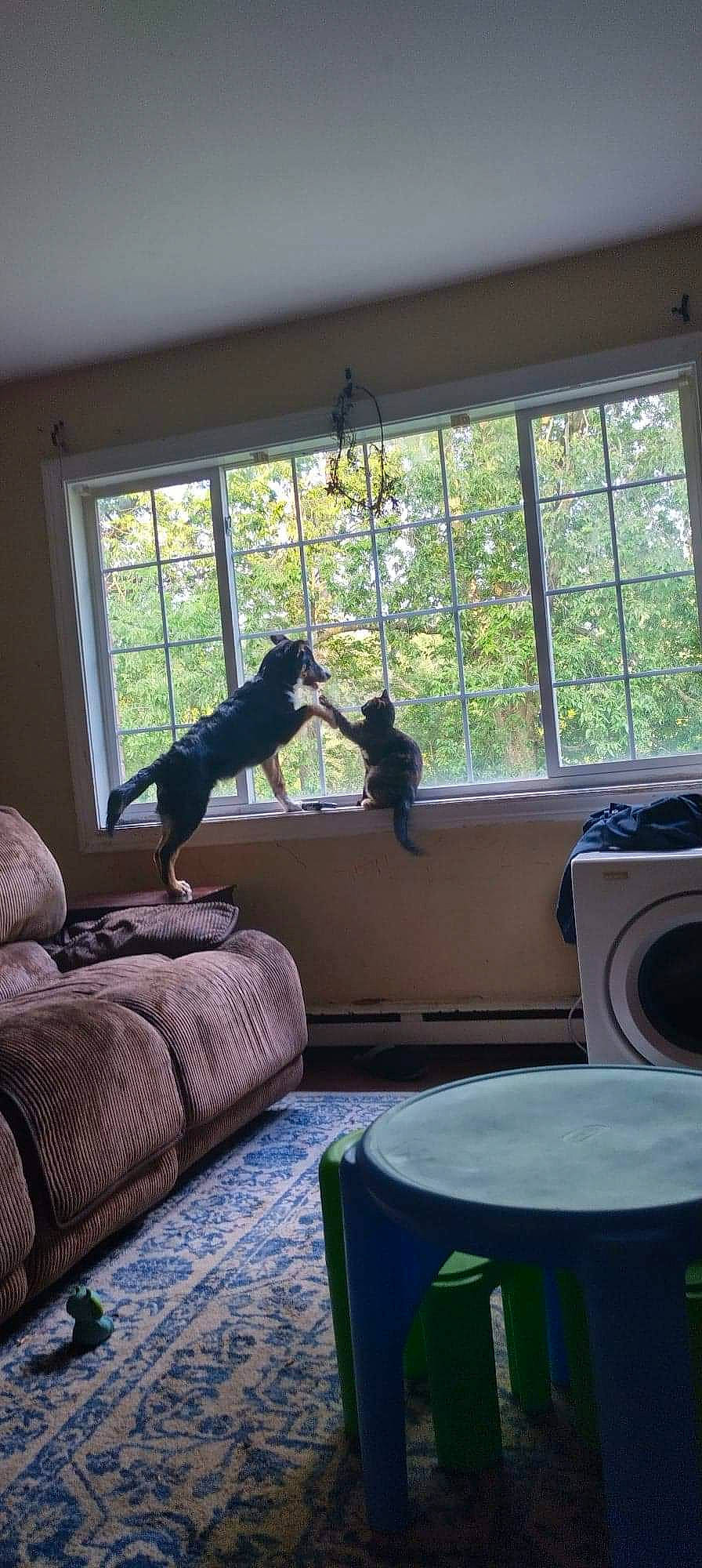 Turbo joined the competition — help win amazing prizes! building, carnivore, comfort, couch, fixture, flooring, furniture, hardwood, house, interior_design, living_room, mammal, property, shade, studio_couch, tints_and_shades, tree, window, window_blind, wood