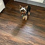 Tbone is registered to the contest to win money with this photo: animal, brown, cabinet, canine, companion, curious, dog, domestic_animal, ears, flooring, fur, household, indoor, kitchen, looking_up, pet, small_dog, standing, wooden_floor, yorkshire_terrier