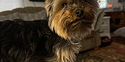 Tbone joined the competition — help win amazing prizes! alert, animal, blanket, carpet, couch, cozy, cute, dog, domestic, fur, furniture, home, house, indoor, living_room, pet, plaid, small_dog, television, yorkshire_terrier