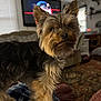 alert, animal, blanket, carpet, couch, cozy, cute, dog, domestic, fur, furniture, home, house, indoor, living_room, pet, plaid, small_dog, television, yorkshire_terrier